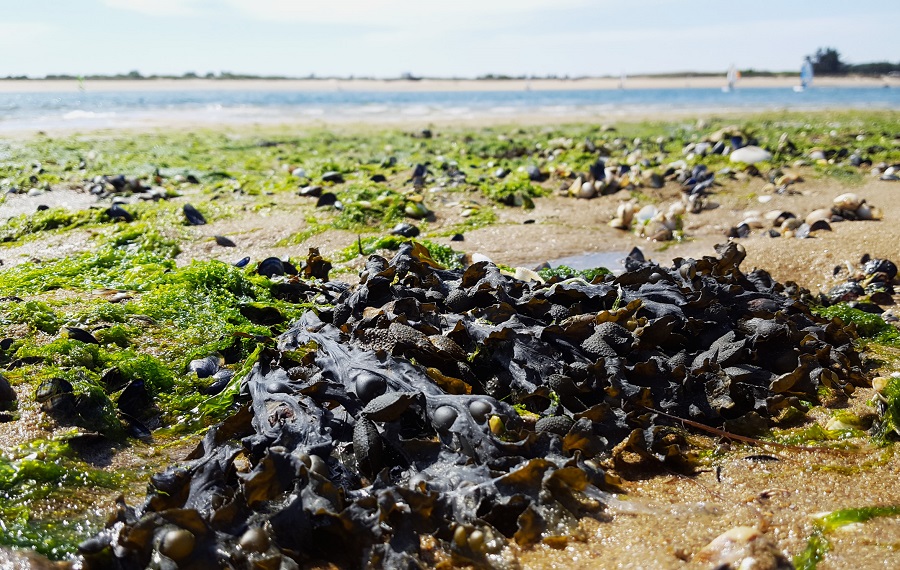 Algues sur la plage