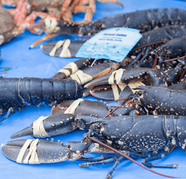 Homard breton et américain