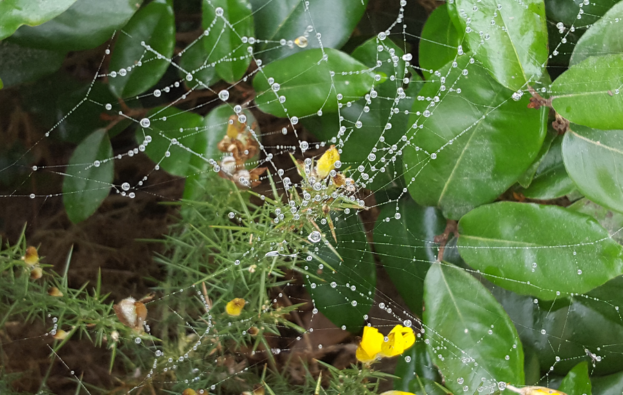 Rosée sur la nature