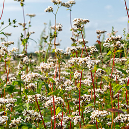 Le Sarrasin, une plante pas comme les autres