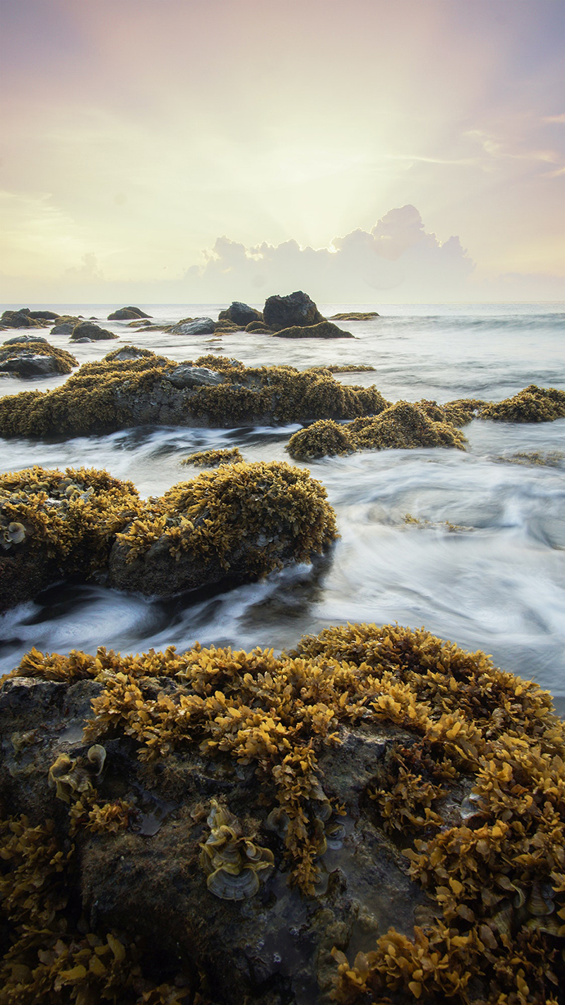 Paysage de mer avec algues